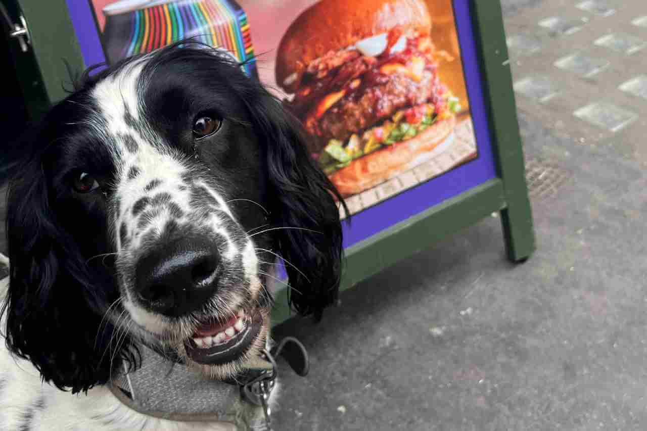 Dog in front of a sign, outside of a dog-friendly Honest Burgers restaurant